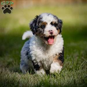 Orion, Mini Bernedoodle Puppy